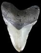 Bargain, Megalodon Tooth - North Carolina #51003-1